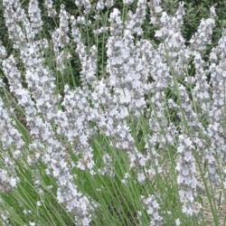 Acheter Lavande à fleurs blanches en godet – Plante aromatique à cultiver