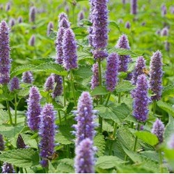 Agastache anis