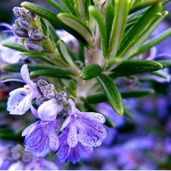 Acheter Romarin officinal en godet – Plante aromatique à cultiver