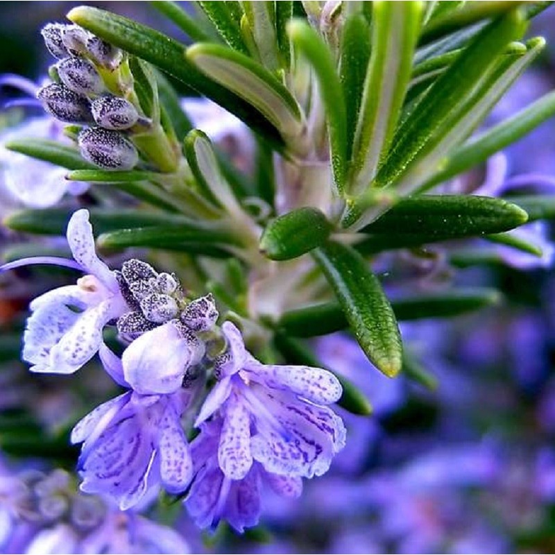 Acheter Romarin officinal en godet – Plante aromatique à cultiver