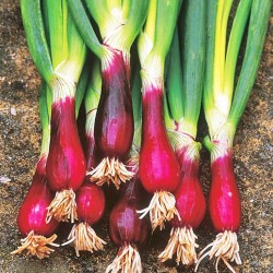 Ciboule rouge