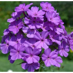Phlox paniculé