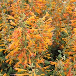 Agastache orange