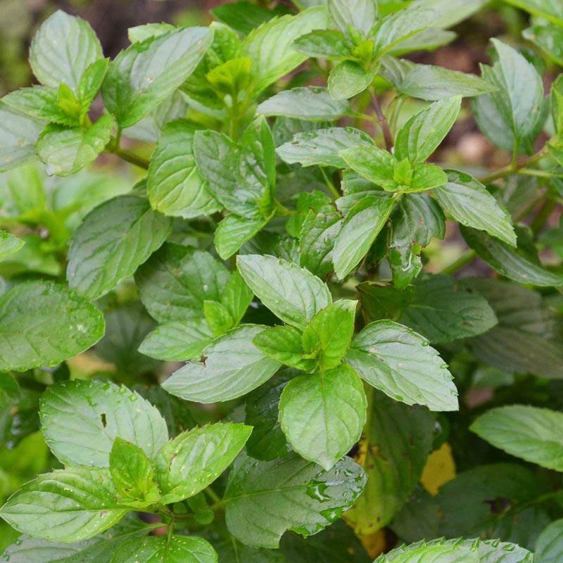 Acheter Menthe Bergamote en godet – Plante aromatique à cultiver