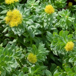 Rhodiola Rosea