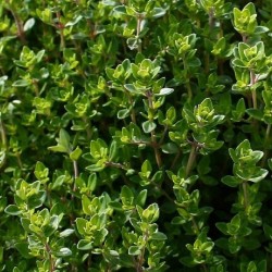 Thym citron