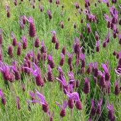 Lavande Papillons violets