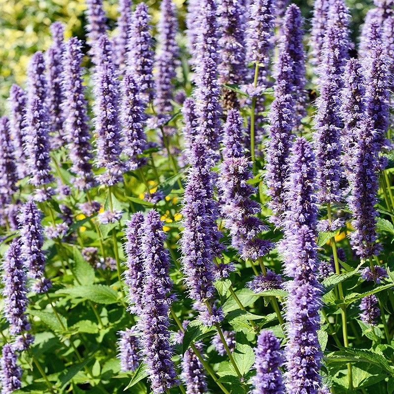 Acheter Agastache menthe coréenne (Agastache rugosa) en godet – Plante aromatique à cultiver