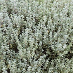 Thym orange