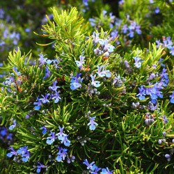 Acheter Romarin officinal 'Primley Blue' en godet – Plante aromatique à cultiver