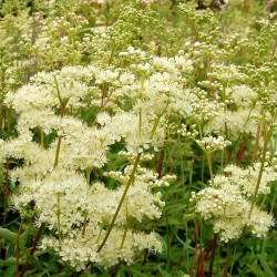 Acheter Reine des près en godet – Plante aromatique à cultiver