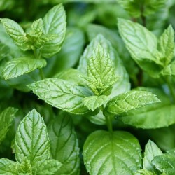 Menthe banane Mentha Arvensis Ananas