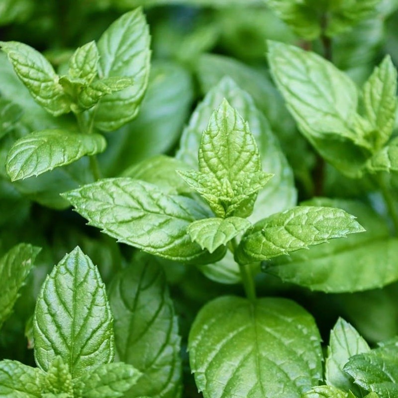 Menthe banane Mentha Arvensis Ananas