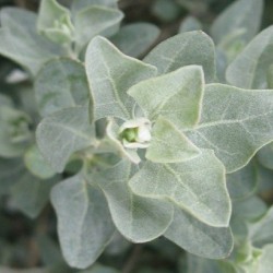 Acheter Arroche de mer en godet (Atriplex halimus) – Plante aromatique à cultiver