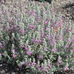 Acheter Germandrée marine en godet – Plante aromatique à cultiver