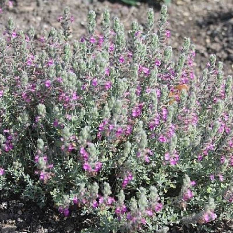 Acheter Germandrée marine en godet – Plante aromatique à cultiver