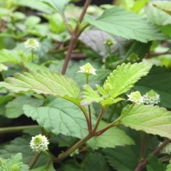 Herbe à sucre des Aztèques