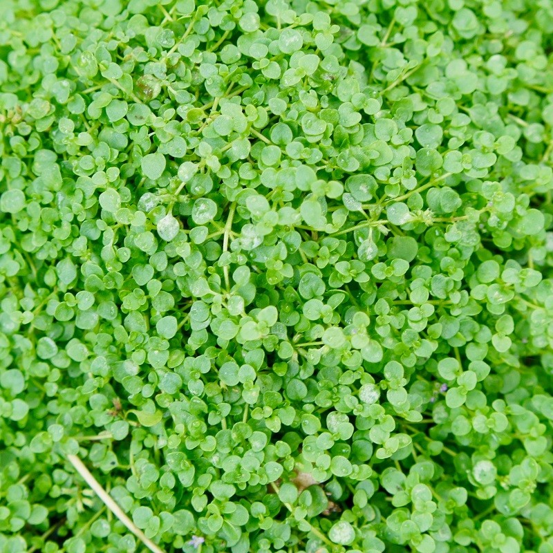 Acheter Menthe Corse en godet – Plante aromatique à cultiver