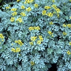 Rué Officinale