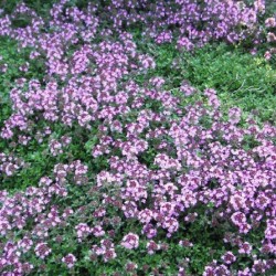 Thym des steppes