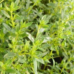 Thym limonade
