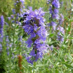 Hysope Officinale