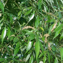 Saule blanc