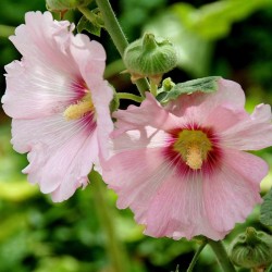Rose trémière