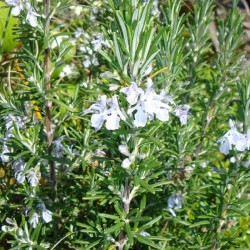Romarin 'Blue Islands'