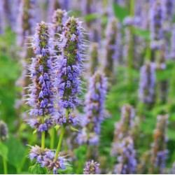 Agastache Bleue Lavande