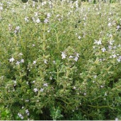 Thym à thuyanol