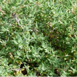 Thym camphré