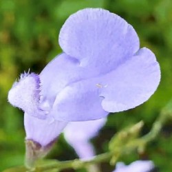 Sauge Bleue Aquamarine