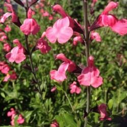 Sauge fleurs Roses