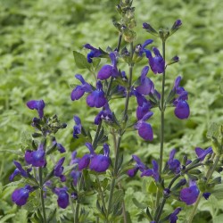 Sauge violette