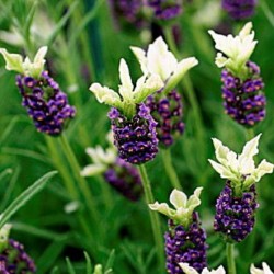 Acheter Lavande Papillons jaunes / violets en godet – Plante aromatique à cultiver