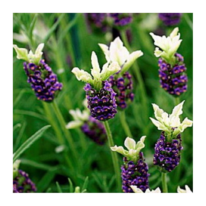 Acheter Lavande Papillons jaunes / violets en godet – Plante aromatique à cultiver