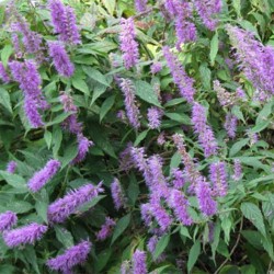 Menthe en arbre