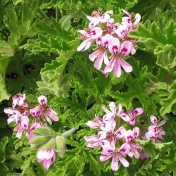 Géranium Rosat