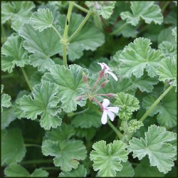 Géranium menthe poivrée