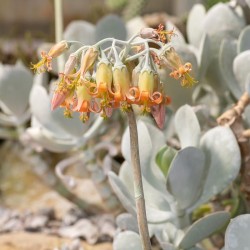Cotyledon orbiculata grise