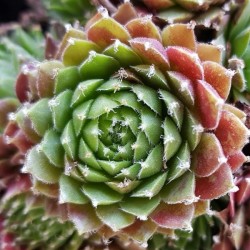 Sempervivum Chick Charms...