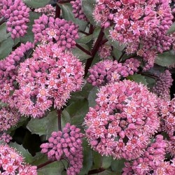 Sedum 'Double Martini'