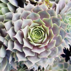Sempervivum Chick Charms...
