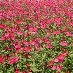 Sauge Royal Bumble