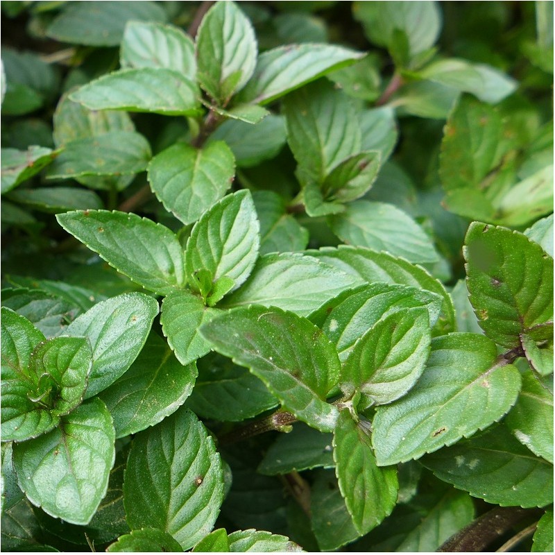 menthe chocolat en godet plante aromatique menthe chocolat en godet plante aromatique