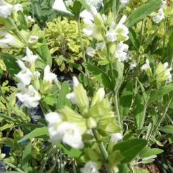 Sauge officinale Fleurs...
