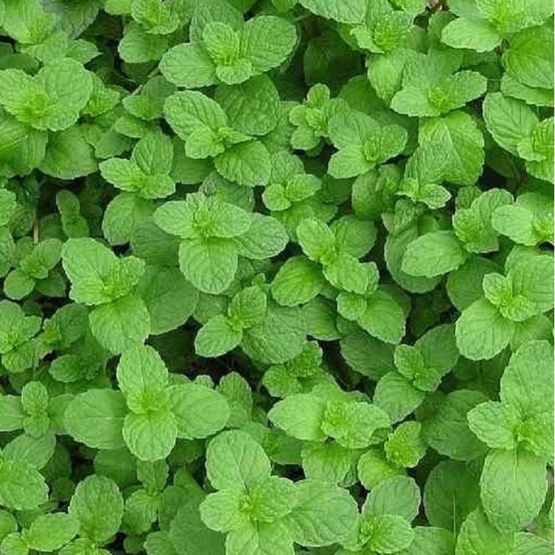 menthe fraise en godet plante aromatique menthe fraise en godet plante aromatique