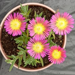 Delosperma Hot Pink Wonder