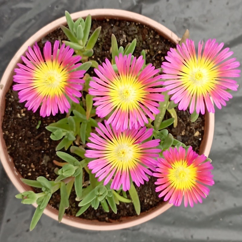Delosperma Hot Pink Wonder